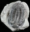 Hollardops Trilobite - Large Specimen #43514-1